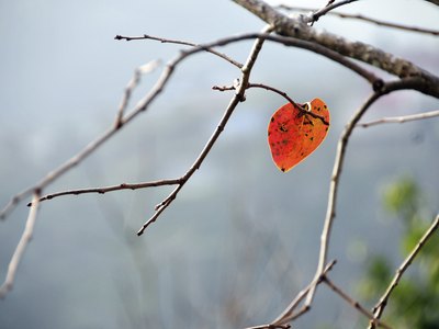 Close-up of dead tree branch