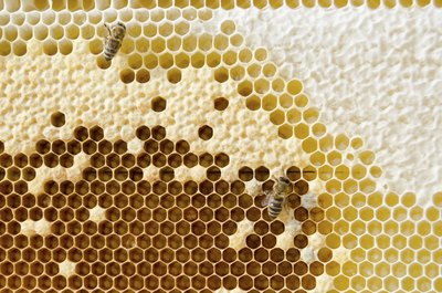 A beehive with honeycombs sealed in wax.