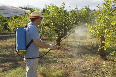 Look out for bushes sprayed with herbicide.
