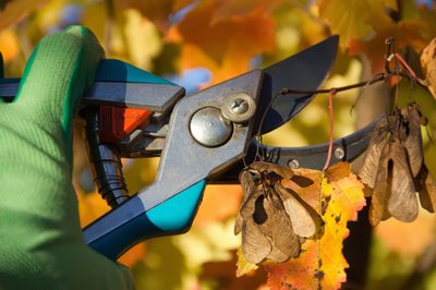 pruning dead leaves