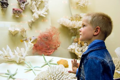 Boy looks at coral in a museum