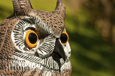 A plastic decoy owl.