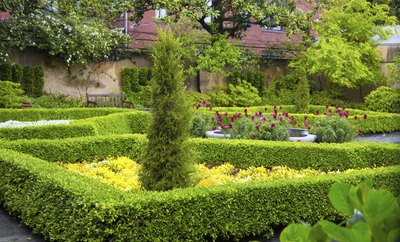 Decorative individual plots divided by hedges in an English garden.