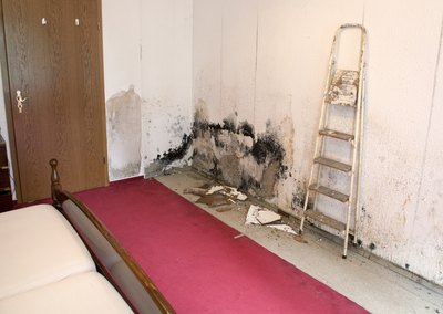 Mold produces organisms called mycotoxins which can cause health problems.