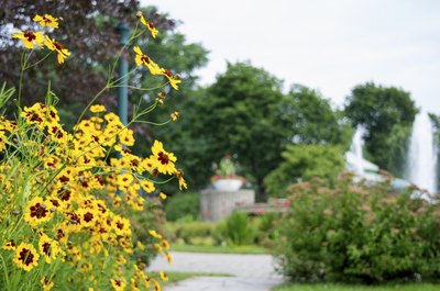 Yellow plains coreopsis growing along a sidewalk and around a lamp post.