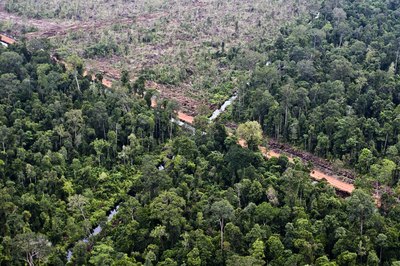 An aerial view of a deforested area in the rainforest.