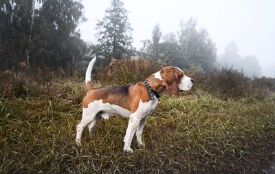 A beagle sniffs out game in the forest.