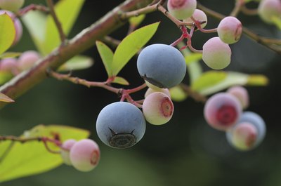 Some plants, like blueberries, prefer acidic soil.