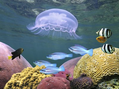 Jellyfish are more of a menace than sharks in reefs.
