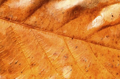 Close up of pale leaf.