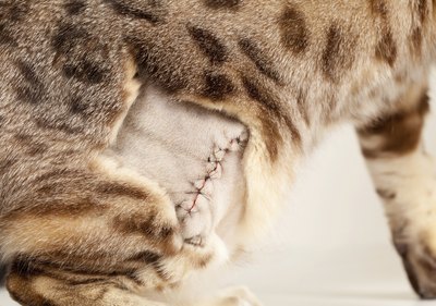 A close-up of stitches on a cat after surgery.