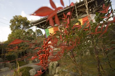 This plant needs yearly pruning.
