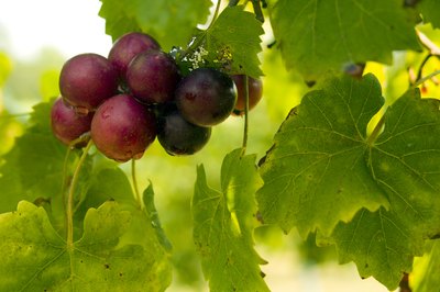 Close-up of muscadine grapes on branch