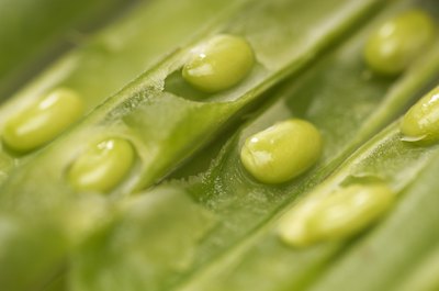 Many beans are toxic if eaten raw.