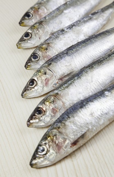 Row of sardines