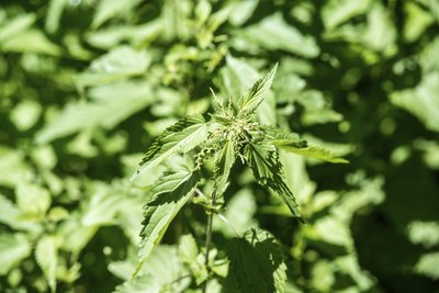Stinging nettles.