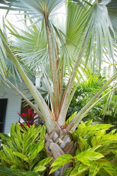 Palms