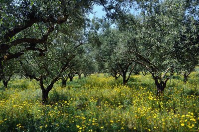 Olive trees growing in a meadow of yellow wildflowers.