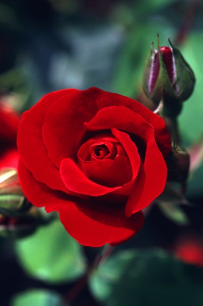 Red and green are often found together in nature.