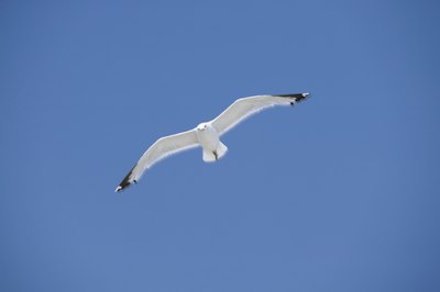 Free as a bird.