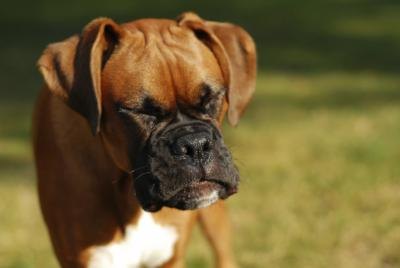 A dog may have seasonal allergies.