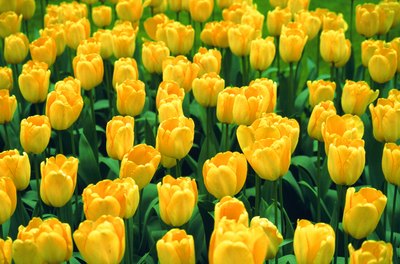 Tulips are a tangible symbol of the joy at Christ's resurrection.