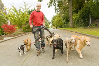 A professional walking dogs