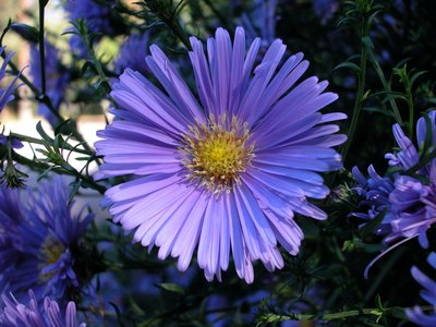 Perennials