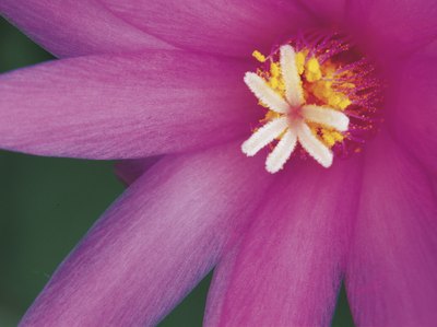 Pollen