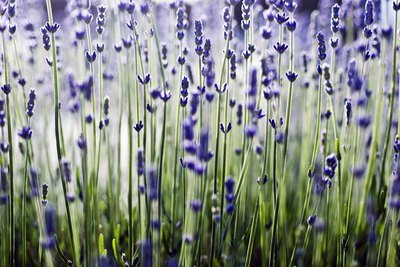 Field of lavender plants.