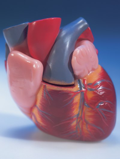 Close up of a model of the human anatomical heart