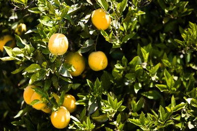 Fruit Trees