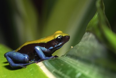 Dendrobates tinctorius, also known by the common name dyeing dart frog, is a species of poison dart frog.