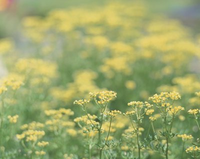 Field of blooming rue