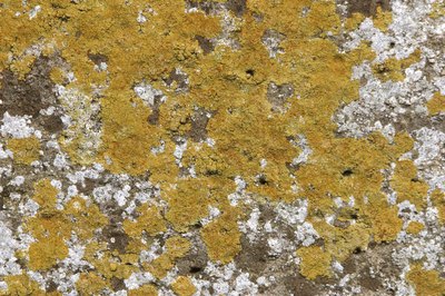 Close up of mold.