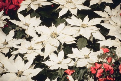 White poinsettias