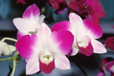 Orchids