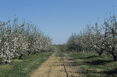Apple orchard in late spring