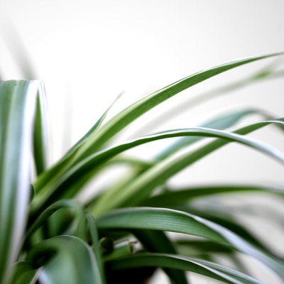 Spider Plants