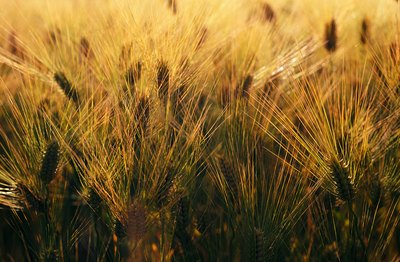 Wheat allergic patients with a sensitivity to gluten (or gliadin) should also avoid cereals such as oats, rye and barley which also contain gluten.
