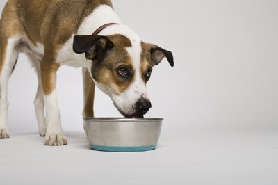 Keep your dog hydrated and away from scraps.