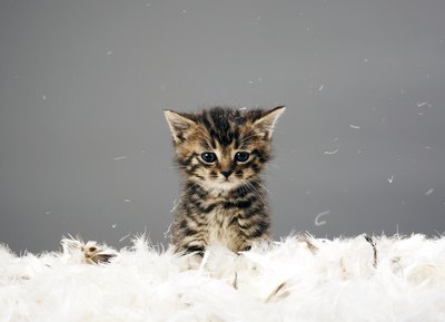 Cat fur may not be the culprit of people suffering from allergies.