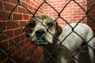 Animal shelter.