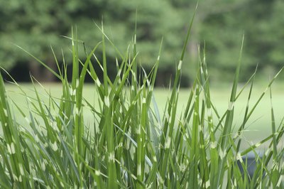 Tall Fescue grass