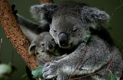 mother koala holding joey