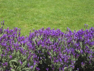 Spanish lavender plants.