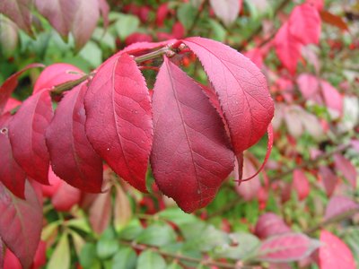 The red leaves of a burning bush plant.