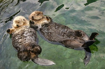 Sea otters floating on their backs