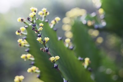A close-up of yellow blooms on a cactus plant.