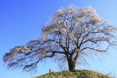 A weeping cherry tree in Japan.